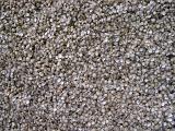 Textured View of Plenty Dried Shells from the Beach. Can be Used for Wallpaper Background.