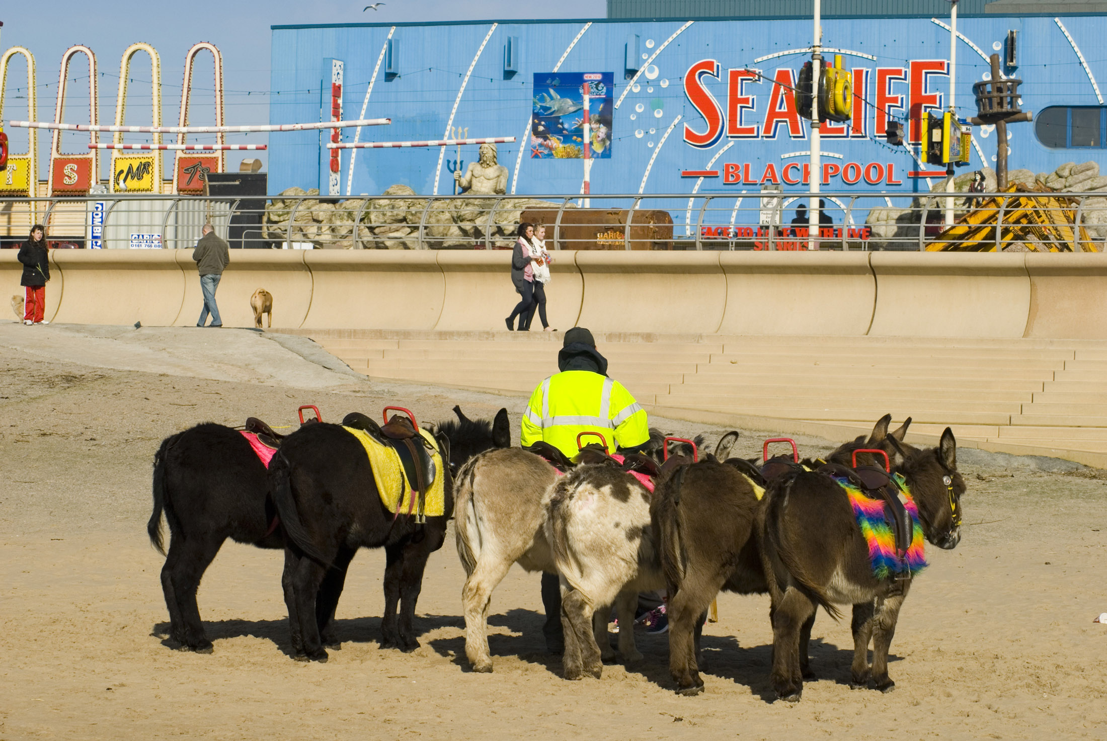 an image of donkey rides have been an attraction on blackpool sands since the victorian era