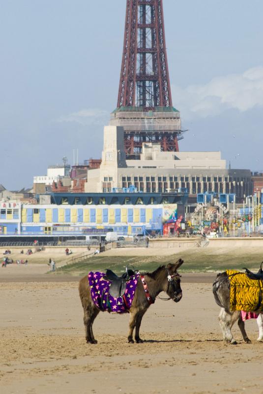 a donkey on blackpool sands