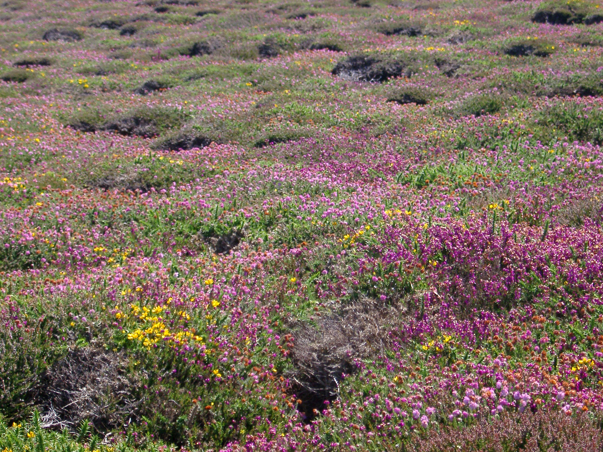 an image of heather growing on a cornish headland