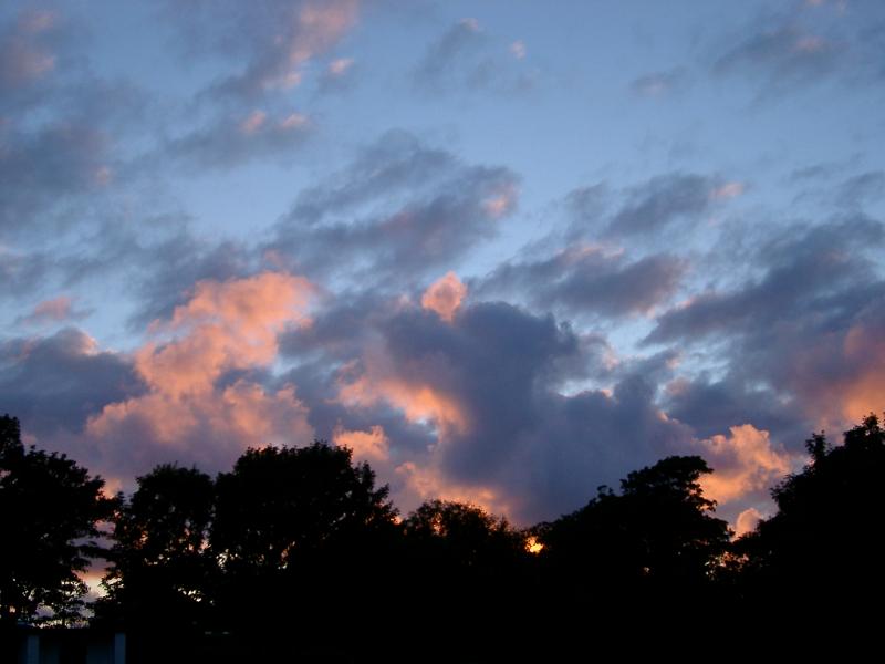 sunset and tree shlhouette