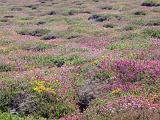 heather growing on a cornish headland