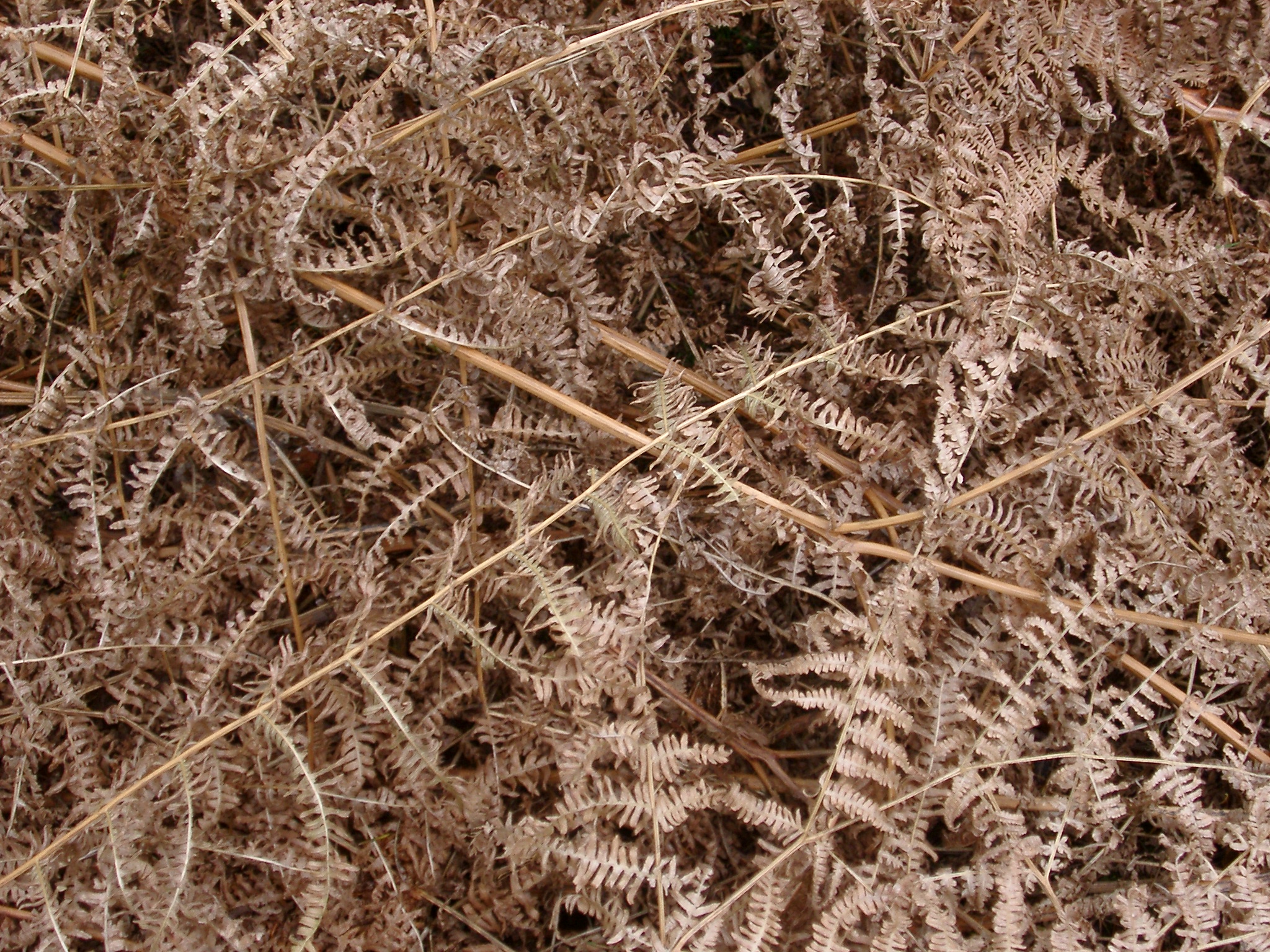 an image of forest floor covered with dead bracken