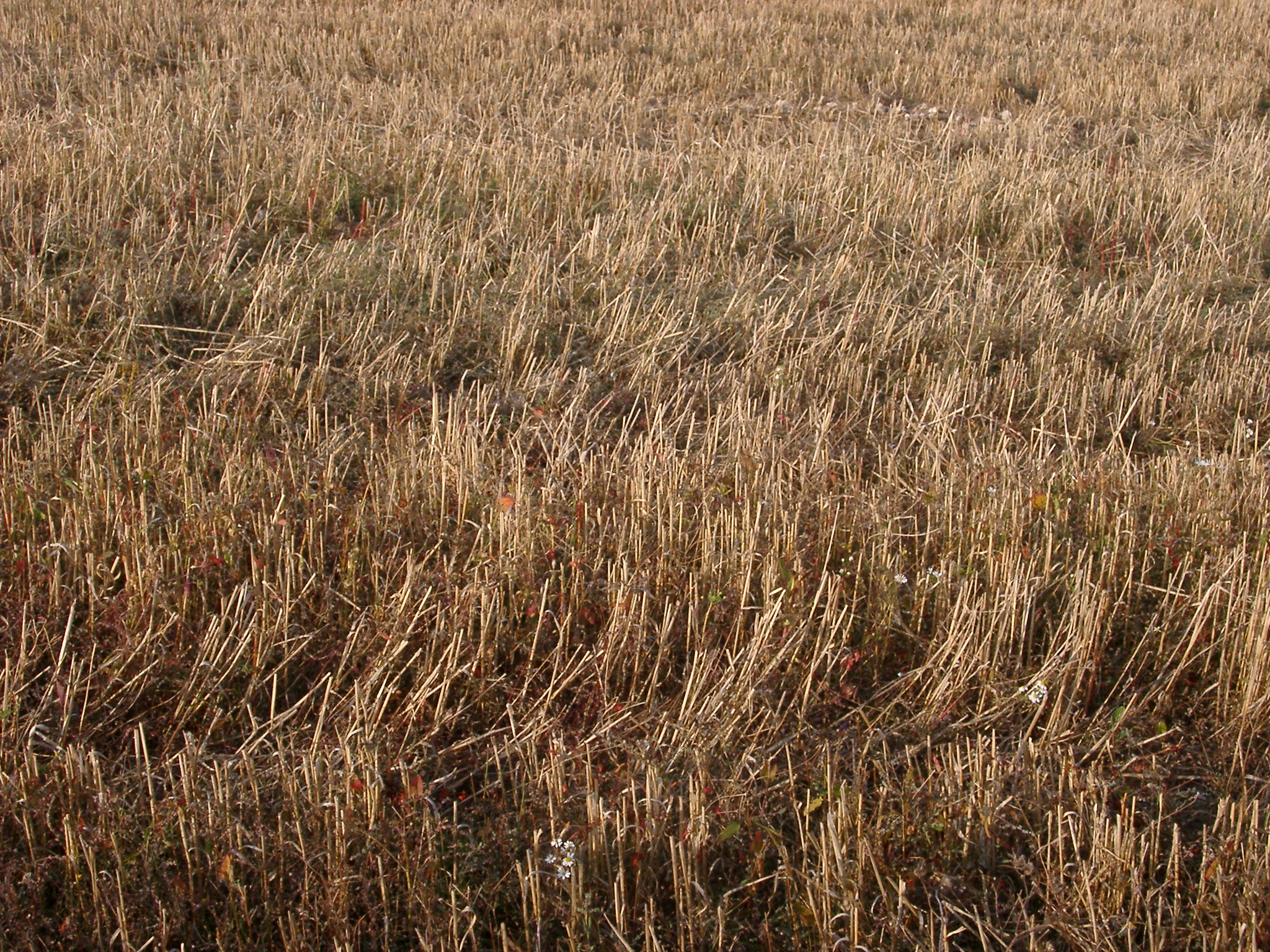 an image of agricultural land, a field of crops
