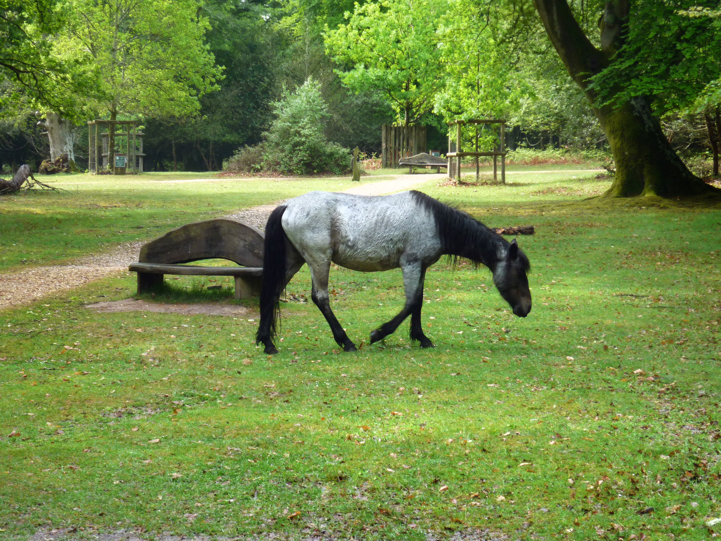 an image of a wild pony roaming the new forest national park lands