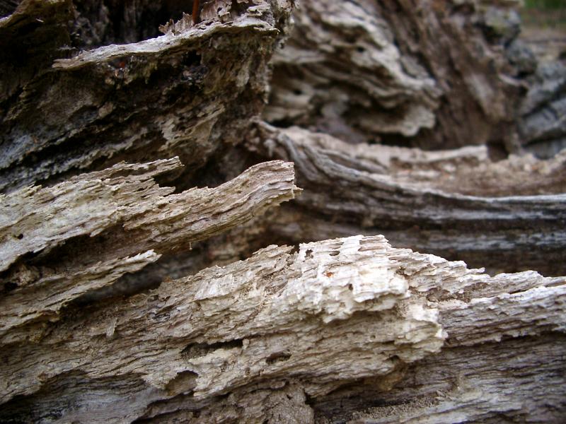 new forest details, a rotten fallen tree