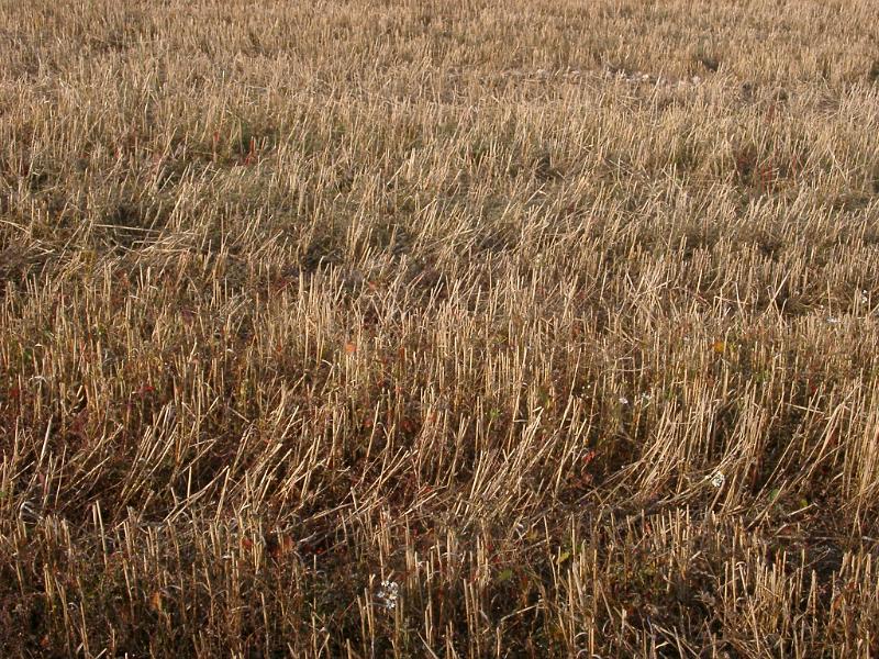 agricultural land, a field of crops