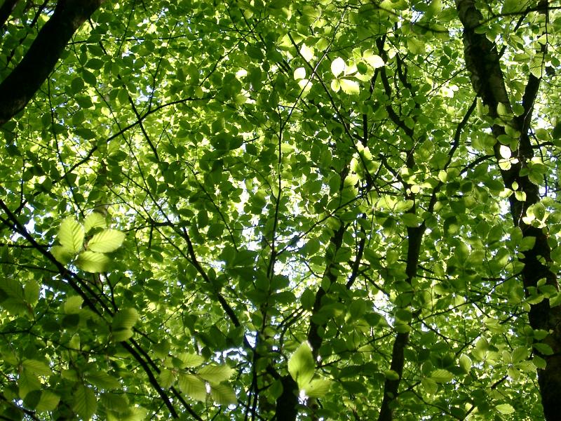 closeup on tree branches in the new forest