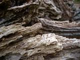 new forest details, a rotten fallen tree