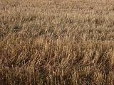agricultural land, a field of crops