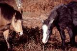 ponies grazing on grass on a sunny winter morning