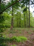 tall trees and bracken in a the new forest