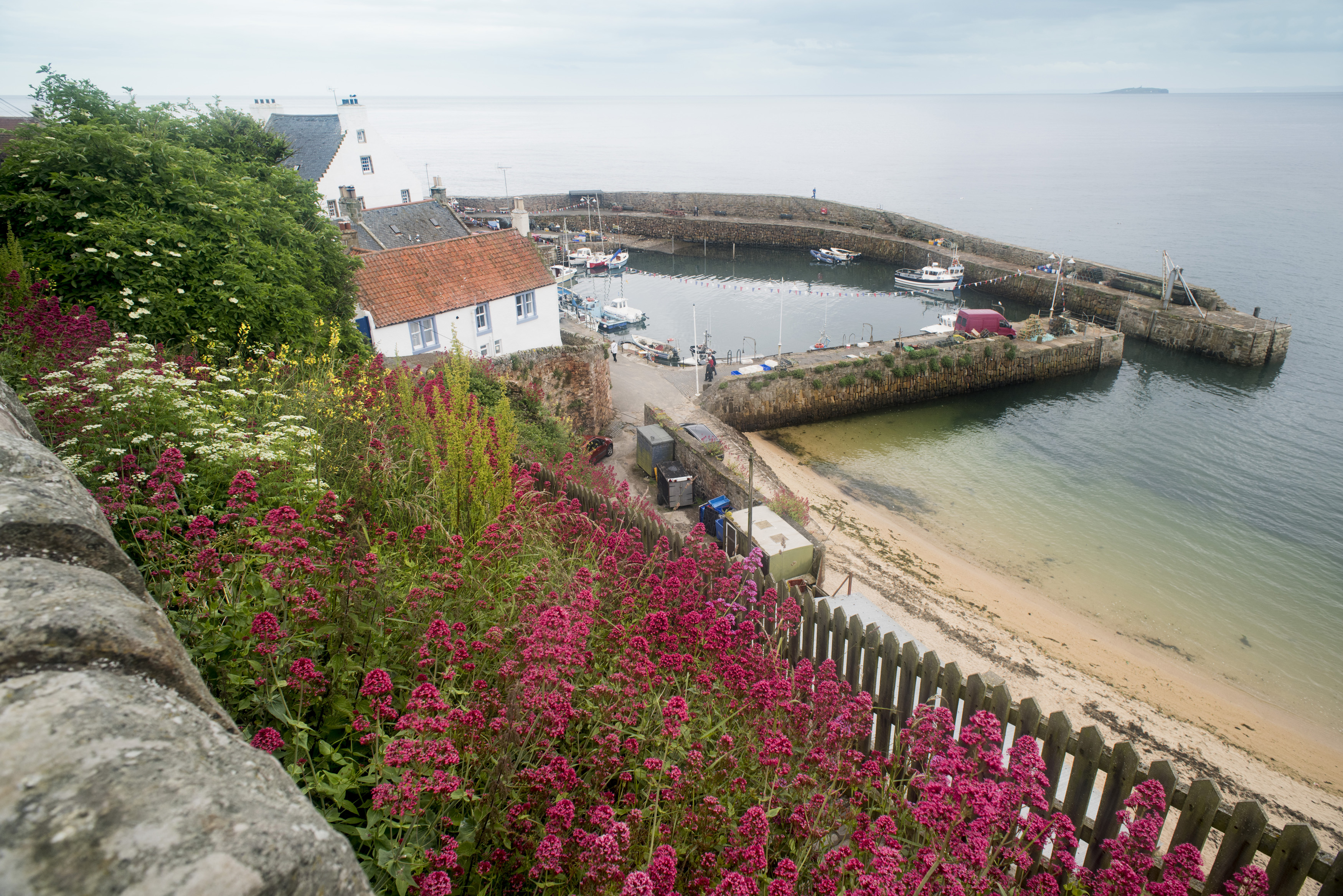 an image of Colorful flowers on small rocky hill in front of fence near beach and breakwater at Fife Coast in Scotland