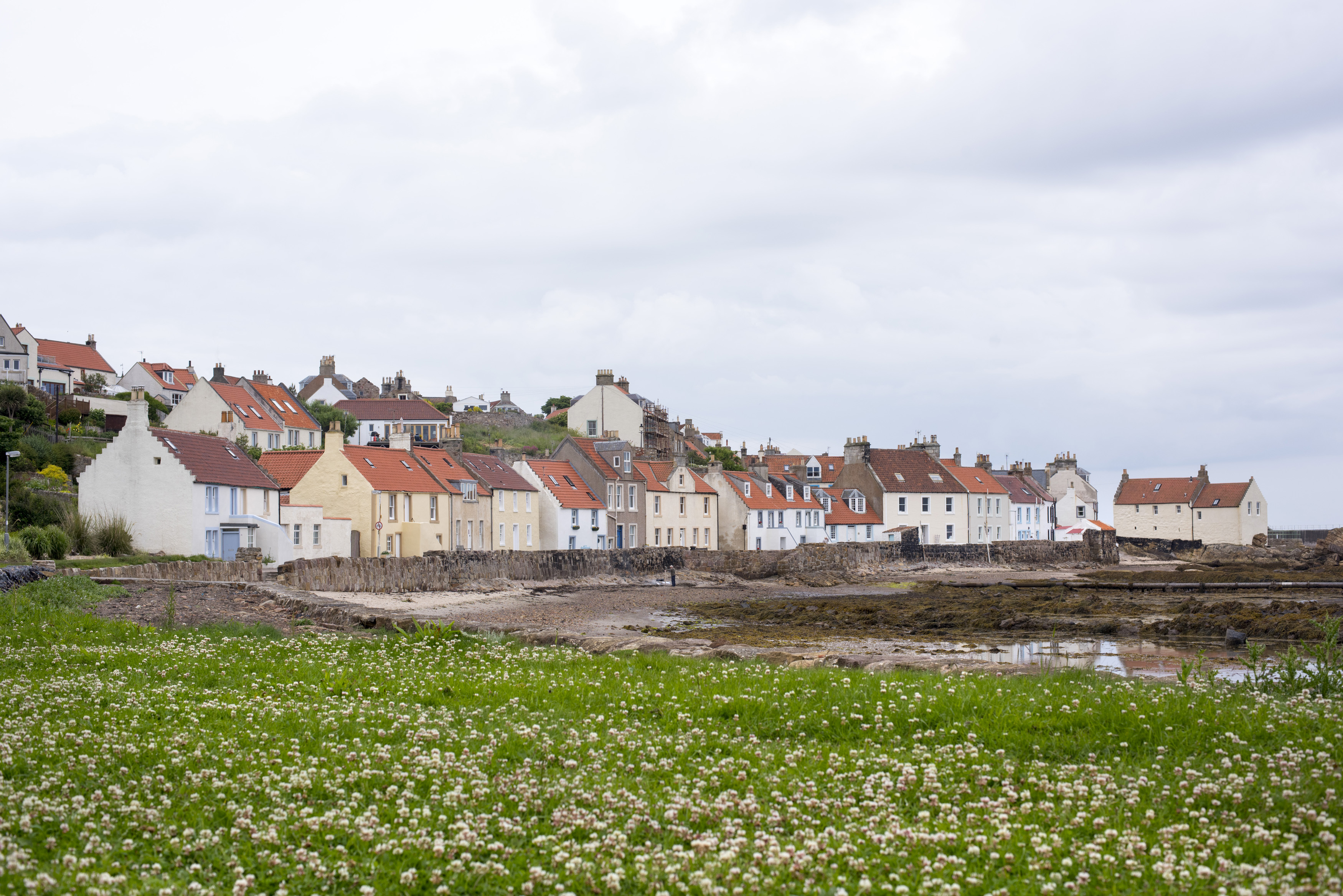 an image of Little flowers in field in foreground on view of houses and hill at Pittenweem, Scotland during low tide