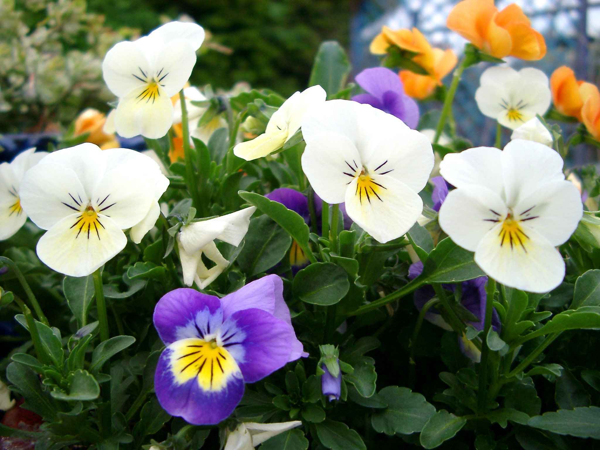 an image of multi coloured pansy violas