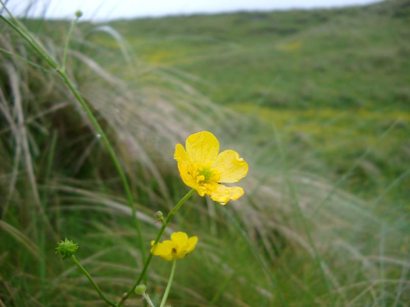 buttercup flower growing in a meadow