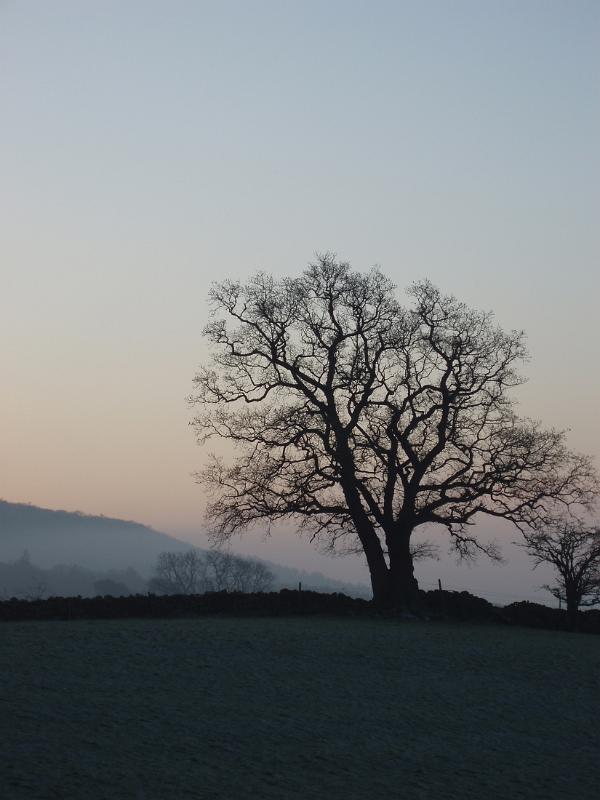 tree silouette just after day break on a cold winter morning