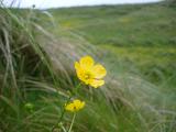 buttercup flower growing in a meadow
