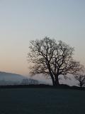 tree silouette just after day break on a cold winter morning