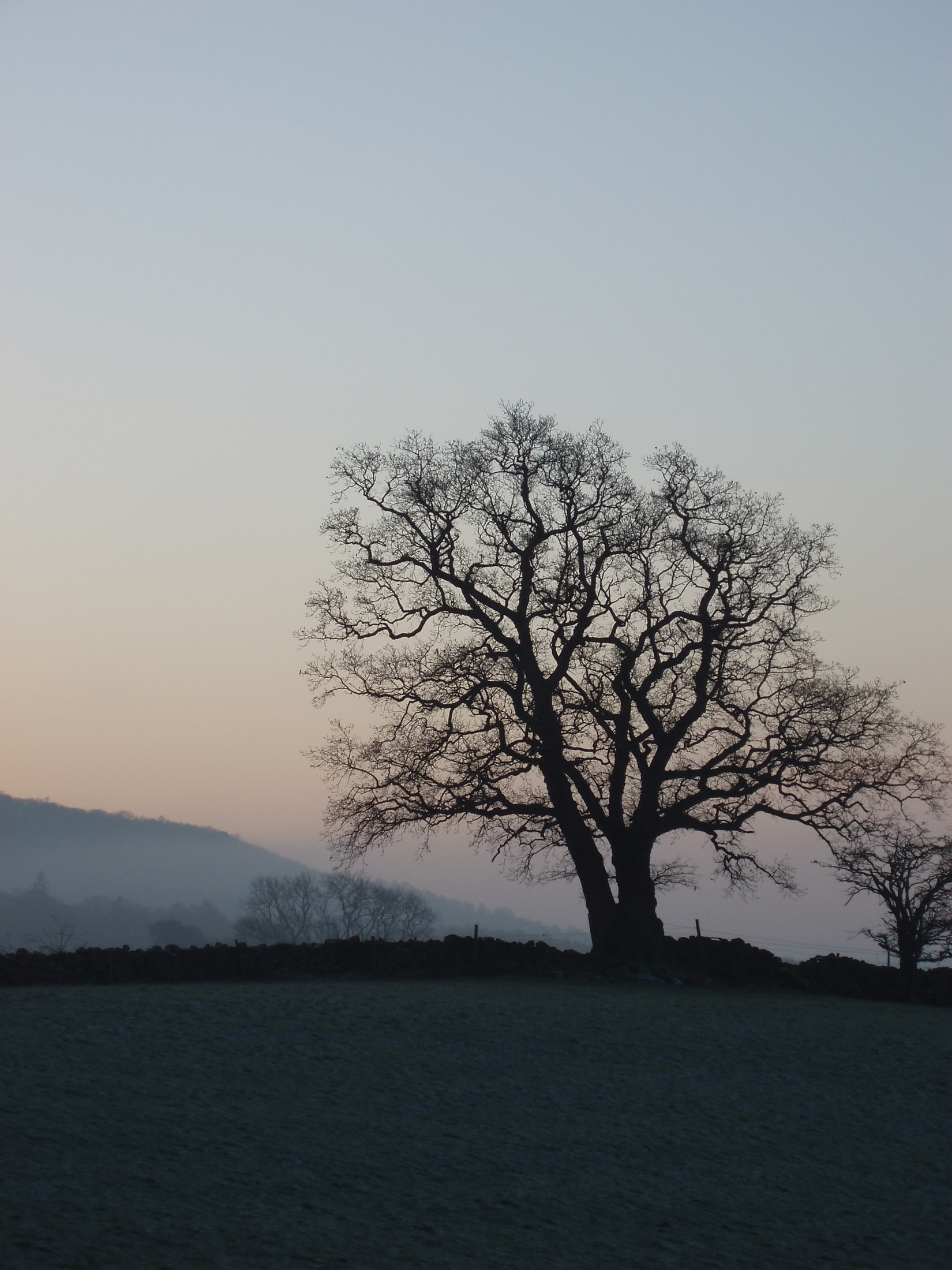 an image of tree silouette just after day break on a cold winter morning