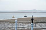 a metal cormorant sculpture sits on top of the railings on morecambes stone pier