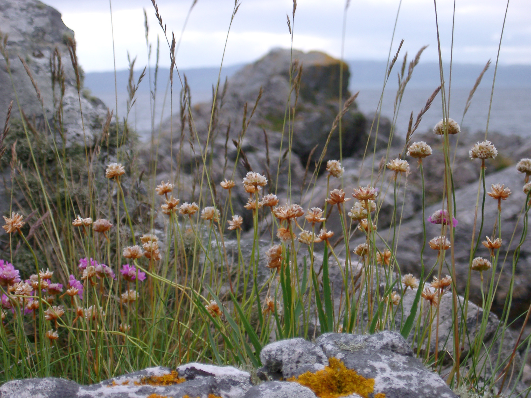 an image of Various Small Pretty Flowers Growing on Coastal Big Rocks at Malliag, Scotland.