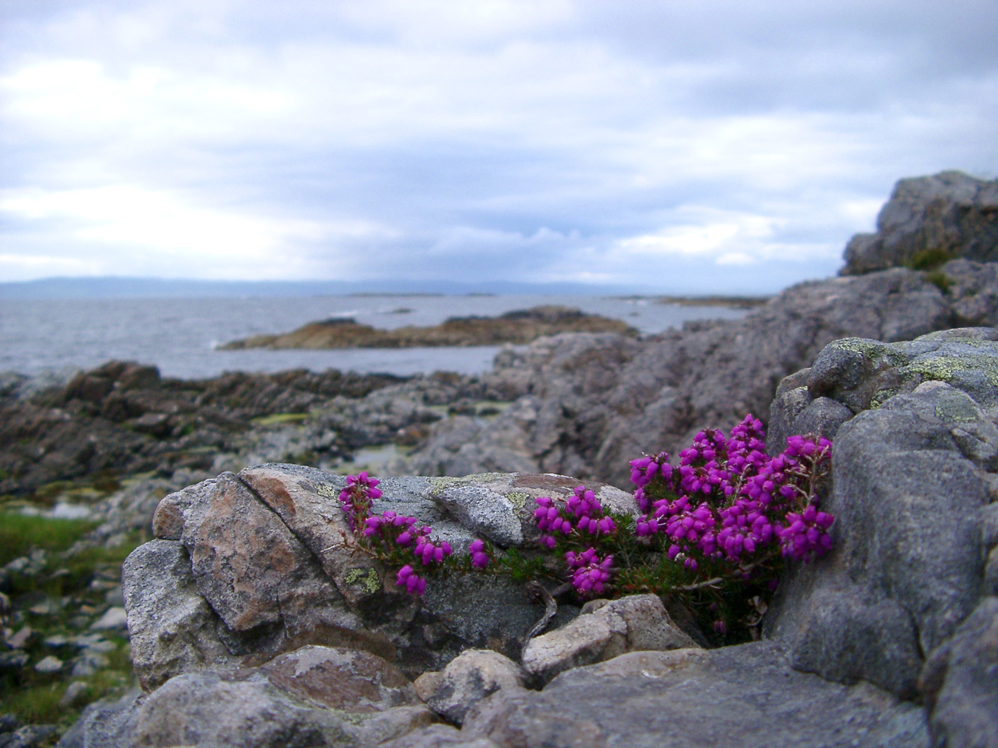 an image of Pretty purple flowering heather growing on a rocky coastal headland with a view down to the ocean and coastline