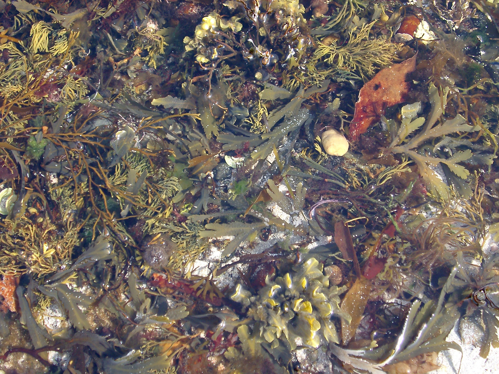 an image of Rock pool with colorful assorted seaweed and seashells in the intertidal zone on the seashore at low tide