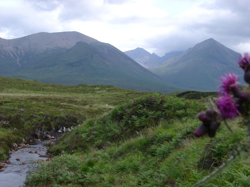 Purple Scottish thistle growing alongside a bubbling brook against a backdrop of high mountain peaks in the Scottish highlands
