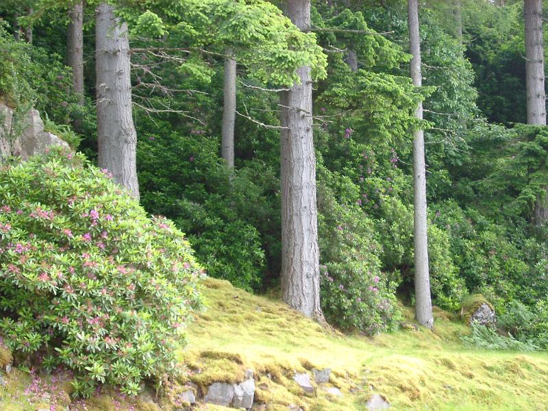 Tree trunks of a pine plantation with lush green undergrowth in a nature or environmental background
