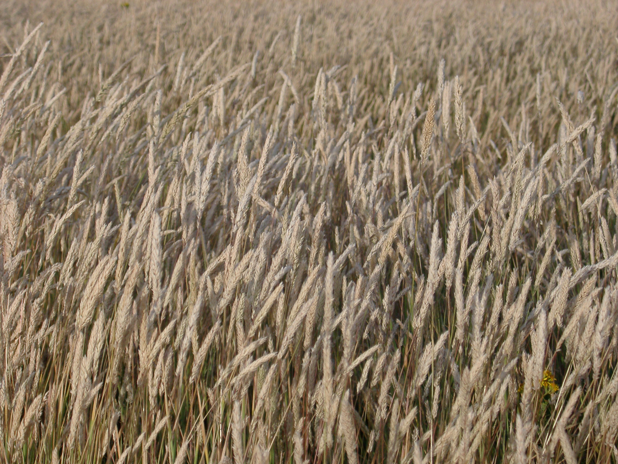 an image of Background of a field of golden wheat growing in an agricultural field for harvest as a foodstuff, biofuel or winter feed for livestock