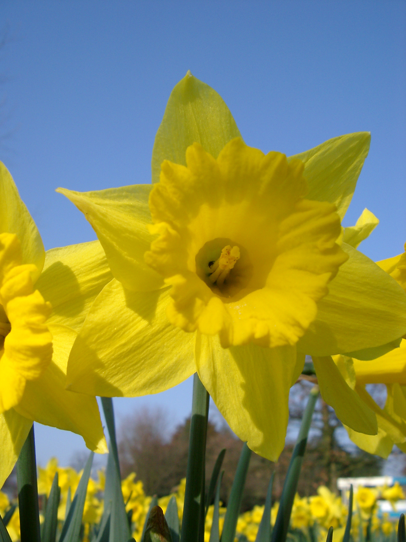 an image of Close up beautiful and fresh yellow daffodil flower plant at the garden on light blue sky background.