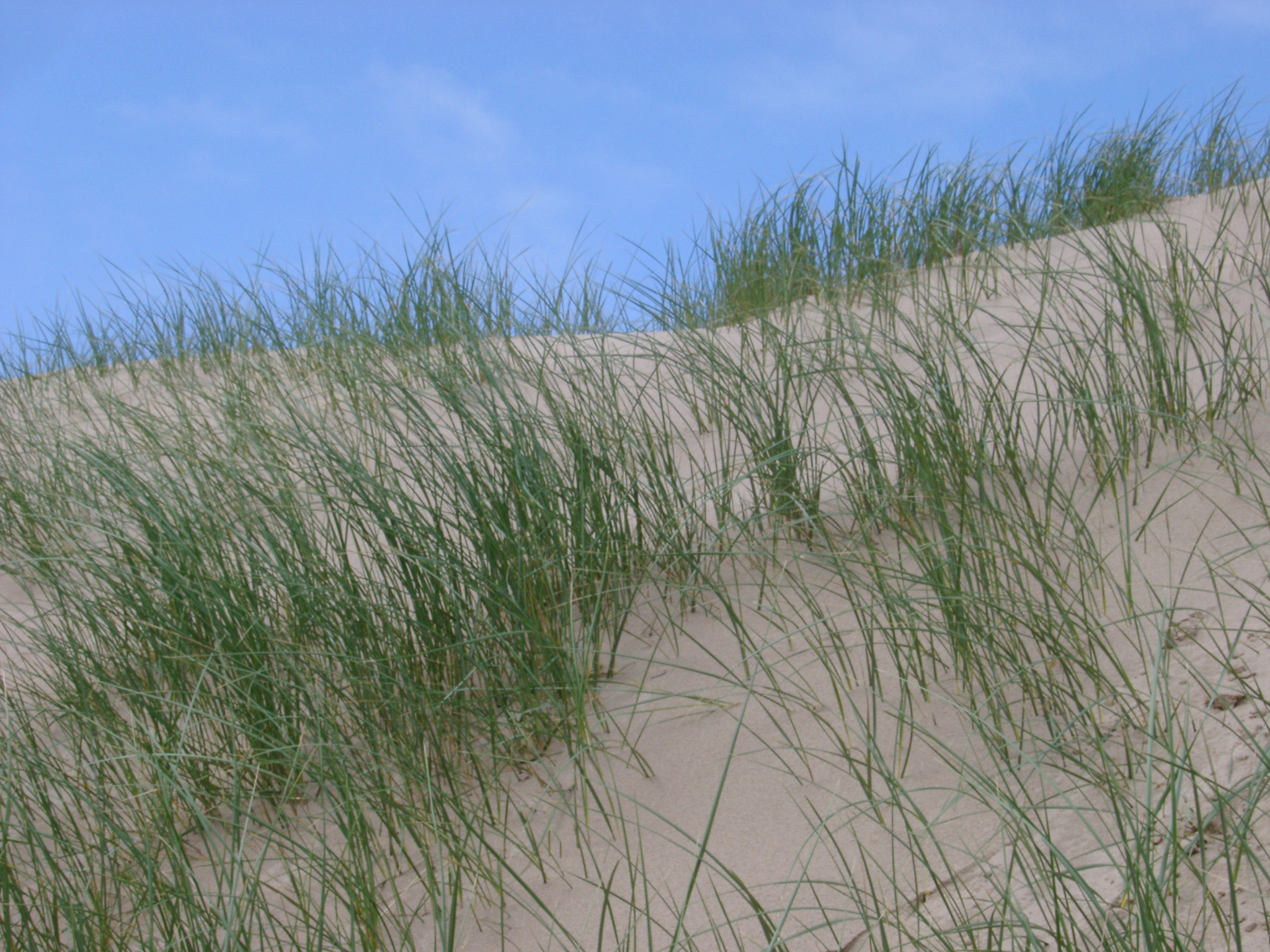 an image of Coastal grasses growing on sand dunes helping to anchor them against the erosion of the wind and forming a unique habitat
