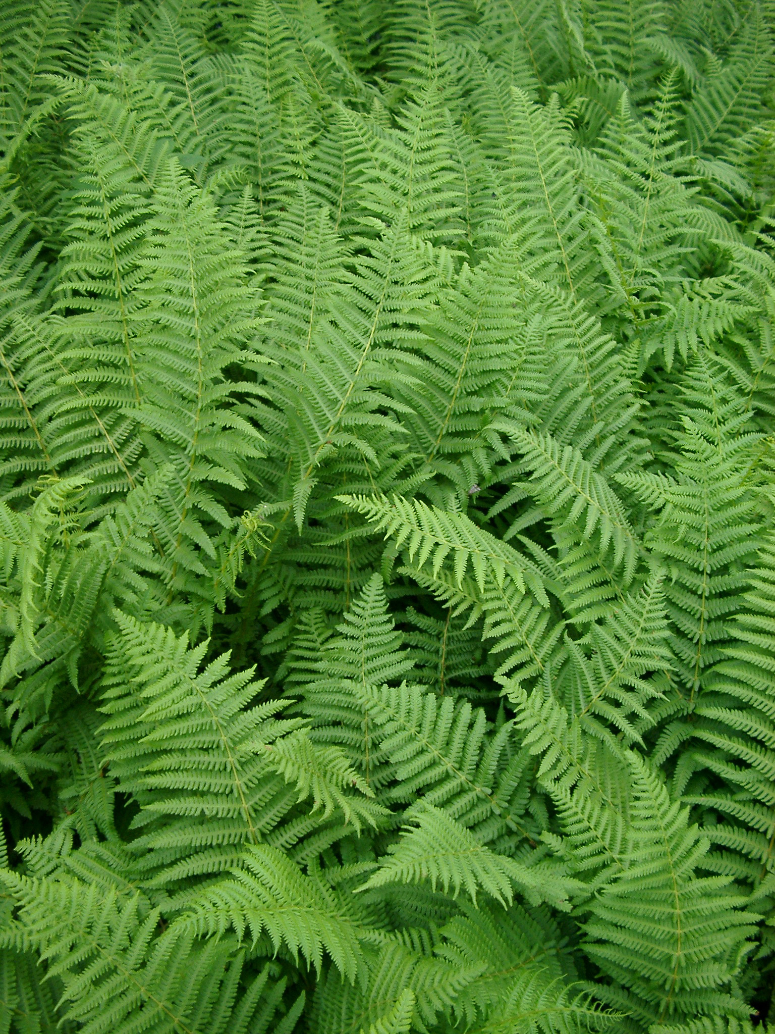 an image of Background texture and natural pattern of lush green bracken leaves or fronds , full frame