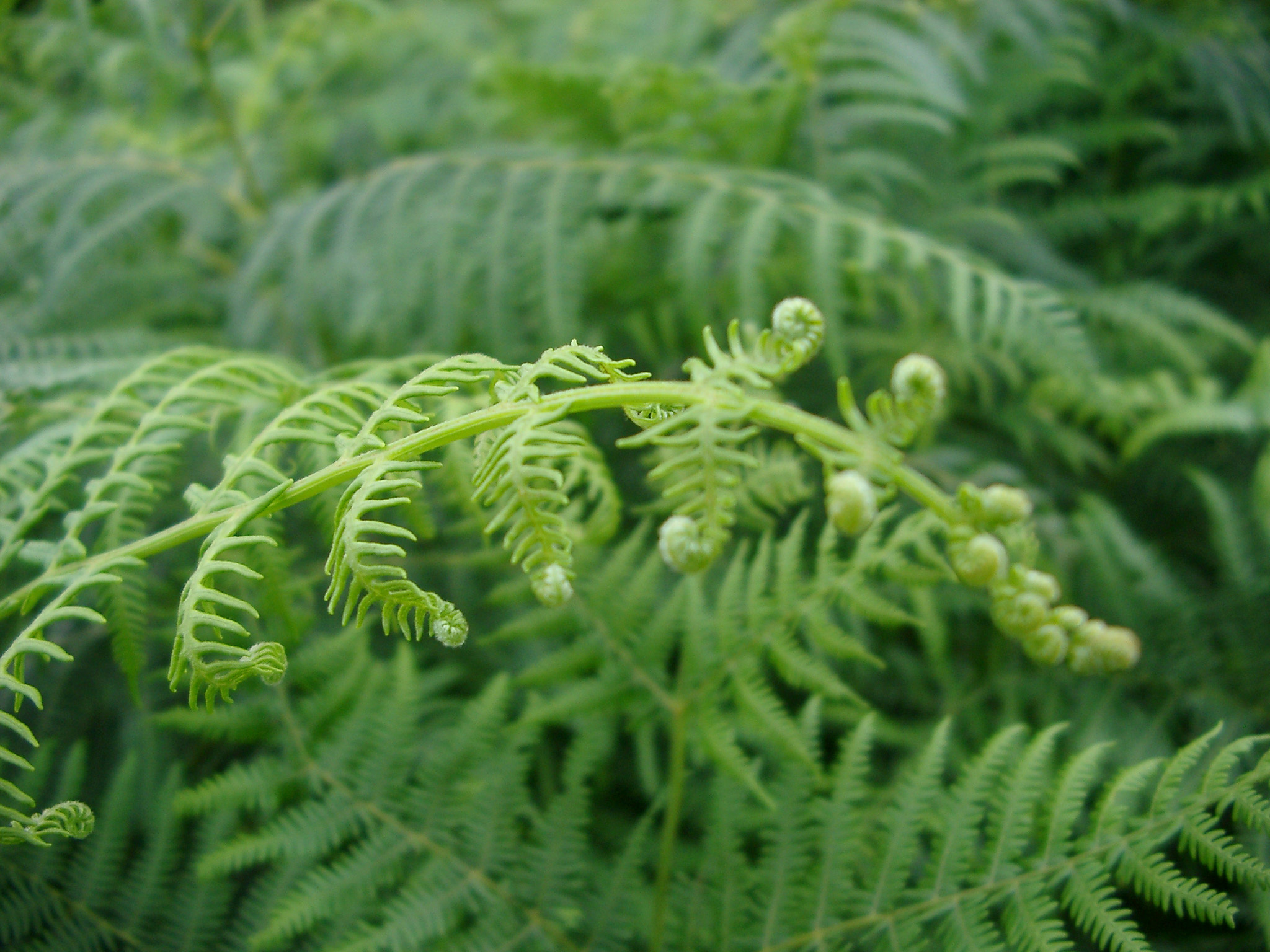 an image of Background of lush green tropical forest ferns with focus to a single unfurling fern frond