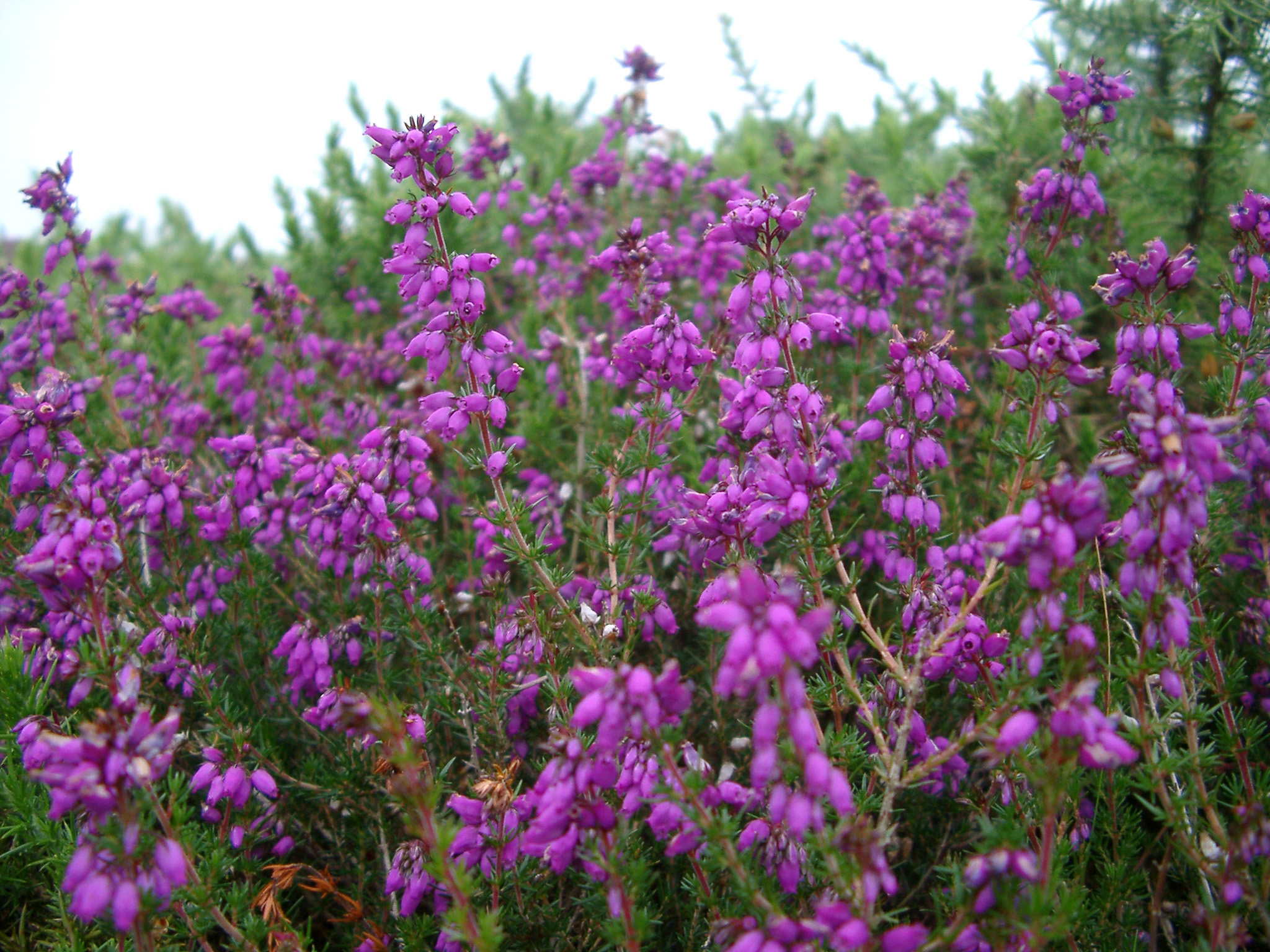 an image of Flowering bush of magenta or purple heather or heath with its delicate bell-shaped flowers growing outdoors in the Scottish countryside