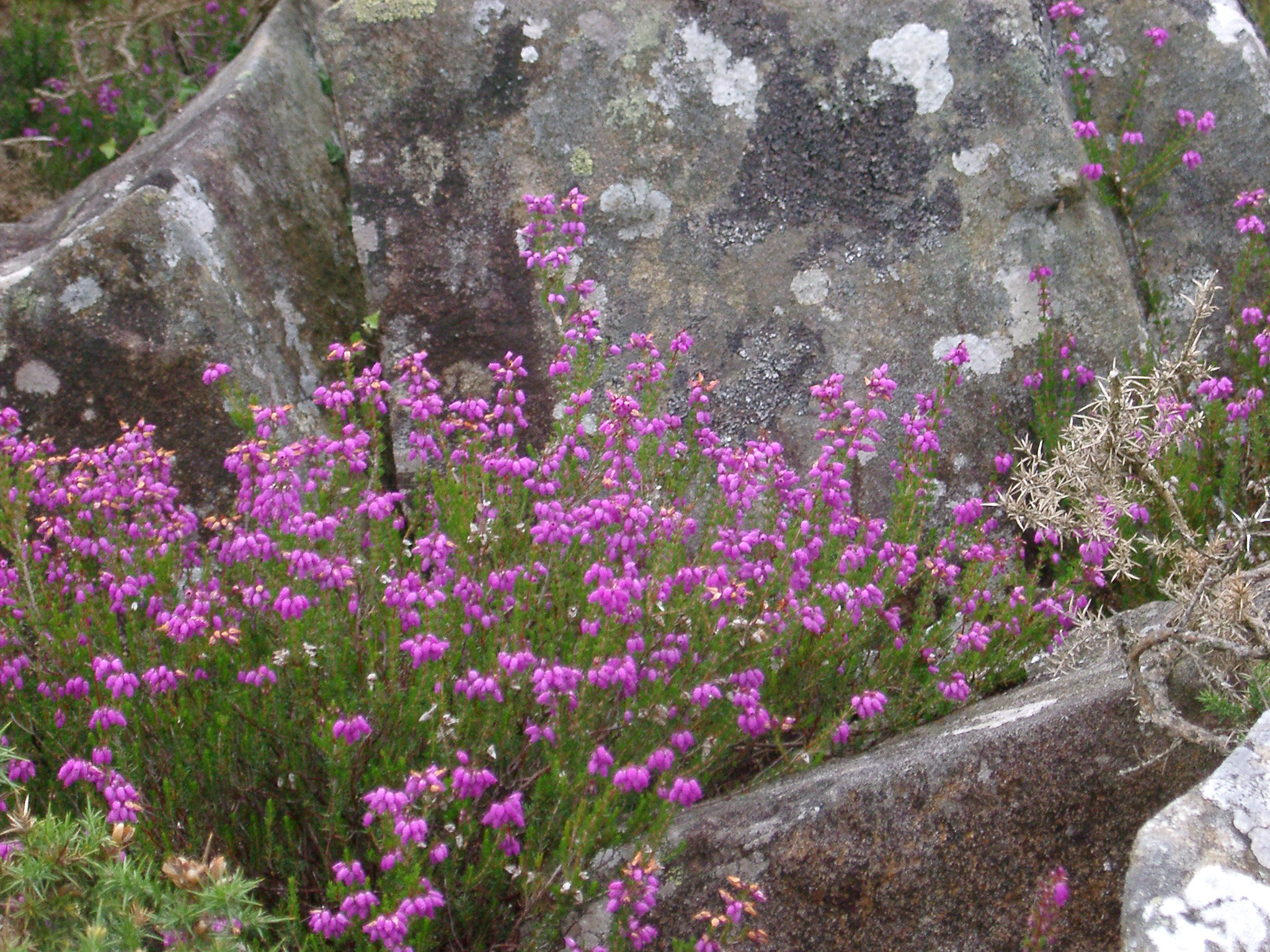 an image of Colorful purple summer heather blooming in a crevasse in lichen covered rocks, close up view