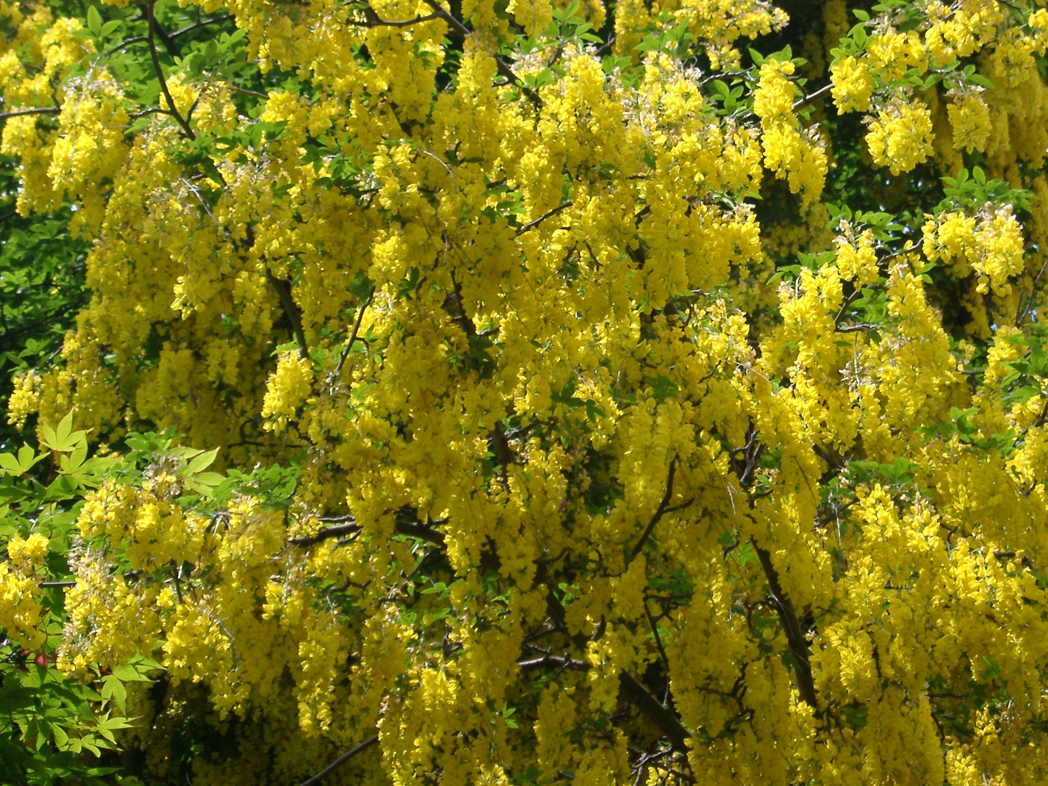 an image of Botanical nature background of a colorful yellow laburnum tree in flower covered in hanging inflorescences