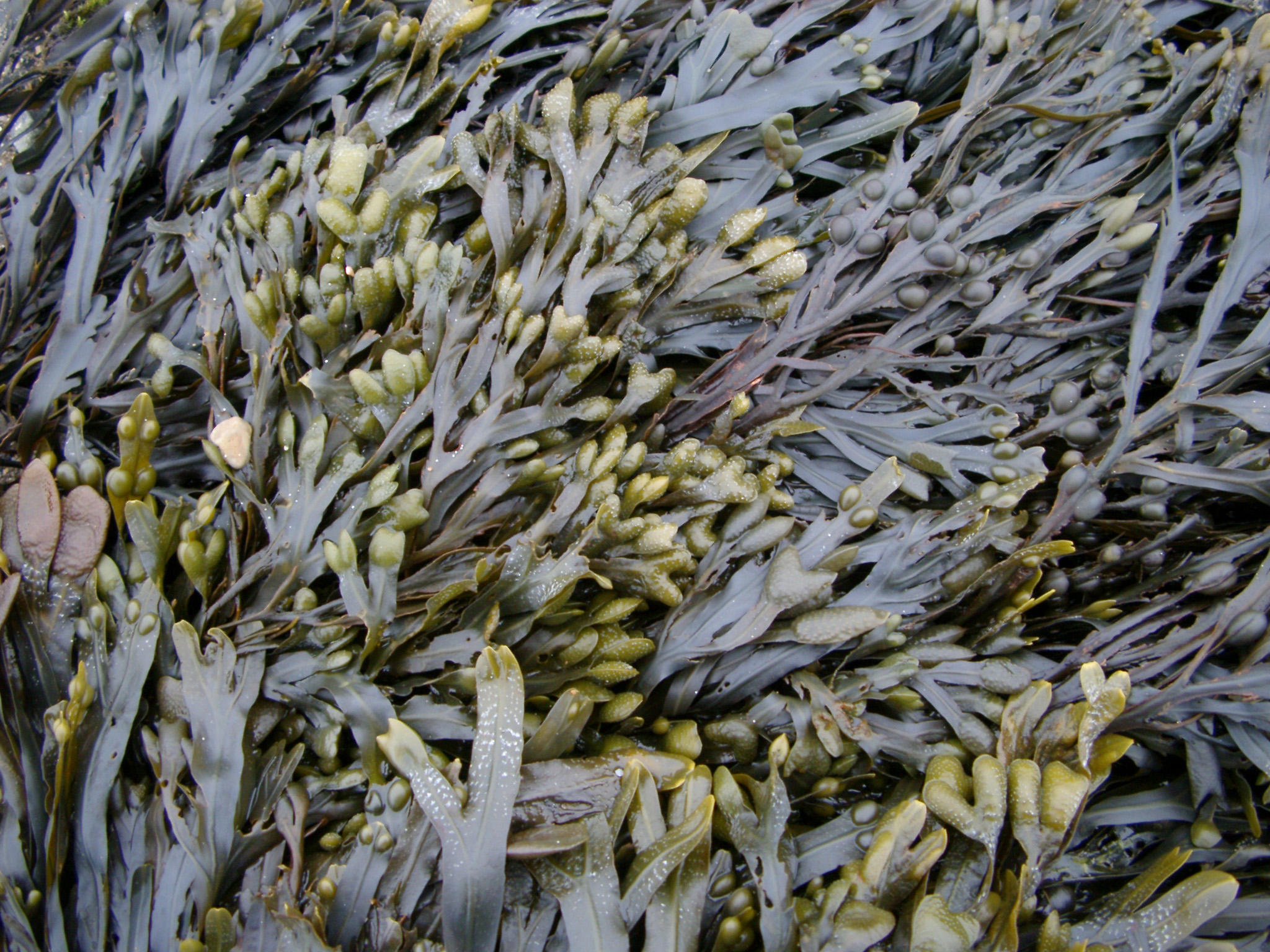an image of Seaweed background texture with green fronds in the intertidal region of a marine seashore, full frame view