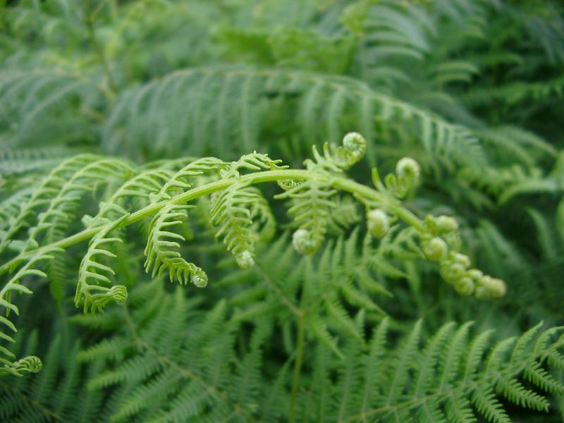 Background of lush green tropical forest ferns with focus to a single unfurling fern frond