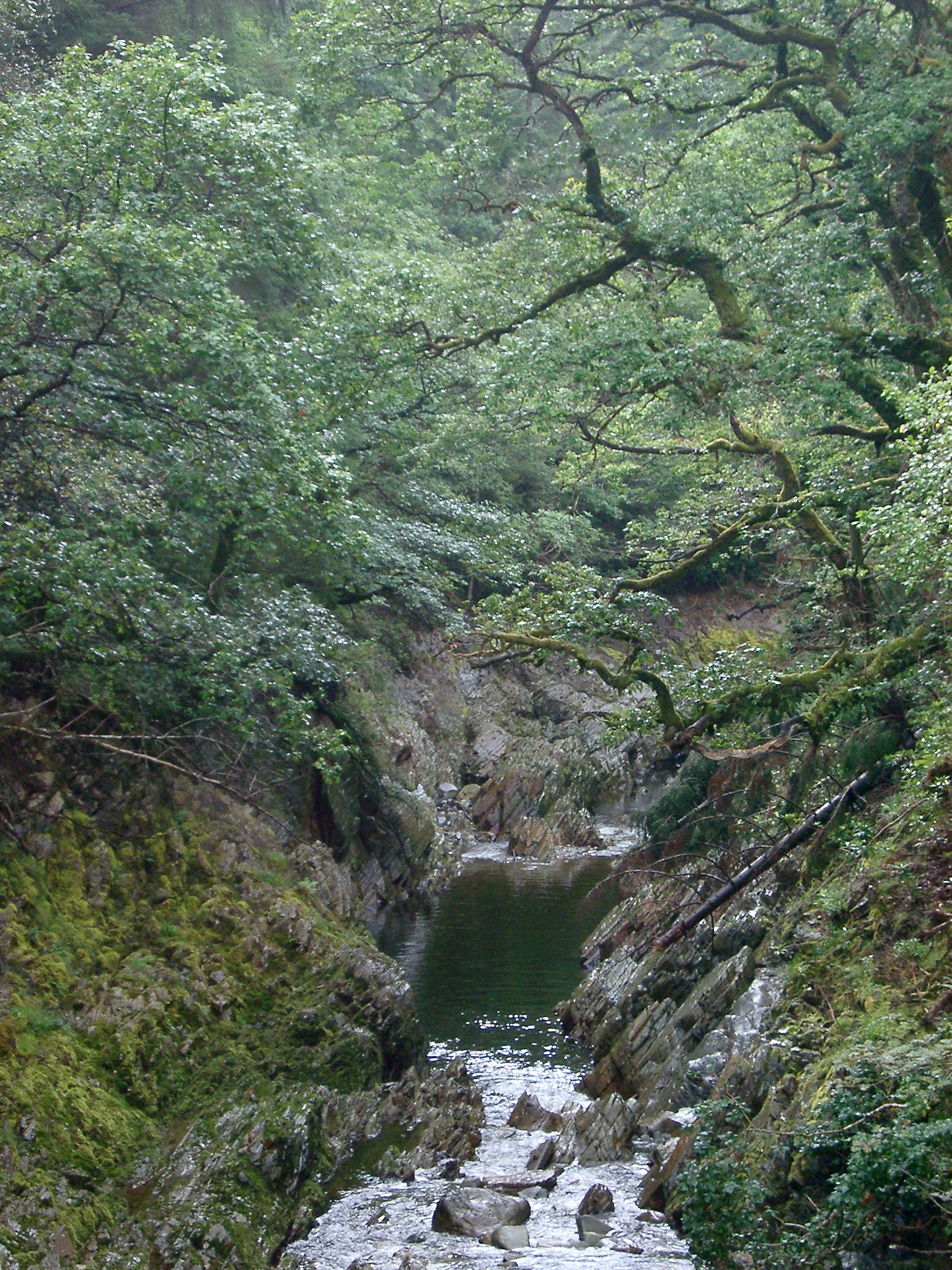 an image of Stream flowing through a gorge in a mountain valley in Wales bordered by mature lush green woodland