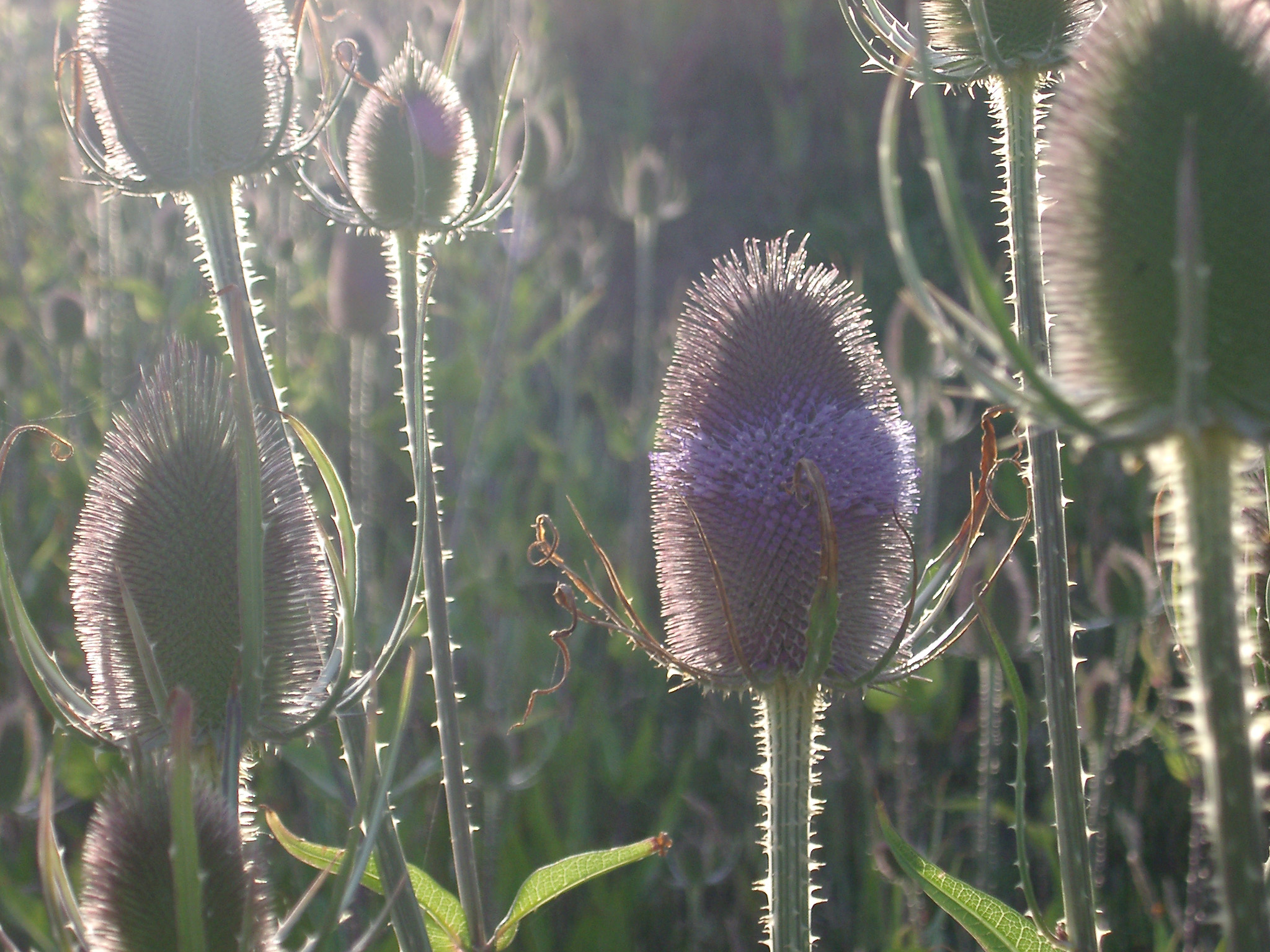 an image of Backlit spiny flower heads of the teasel plant, Dipsacus sativus, providing an important source of winter seeds for birds