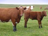 Brown Lowlands Cattle and Calf at the Pasture with Green Grasses in Scotland