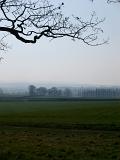 Wide Field with Fresh Green Grasses on One Foggy Day. Captured with Leafless Dead Tree.