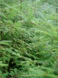 Fir tree background texture of the foliage and needles of a young fir in a forestry plantation being cultivated for Christmas trees