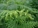 Background of lush green tropical forest ferns with focus to a single unfurling fern frond
