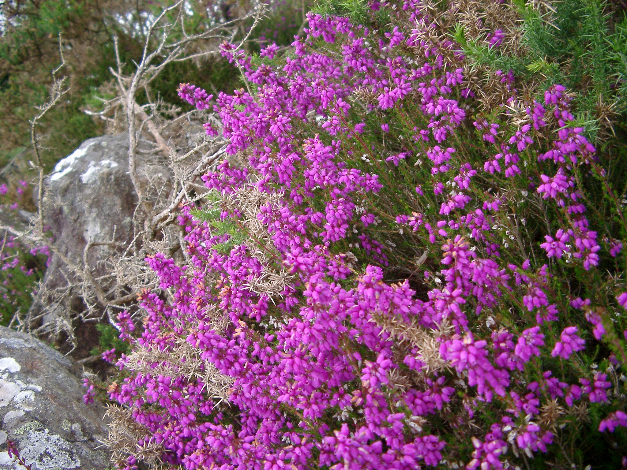 an image of Colorful bush of flowering magenta heather or heath with its pretty bell-shaped flowers