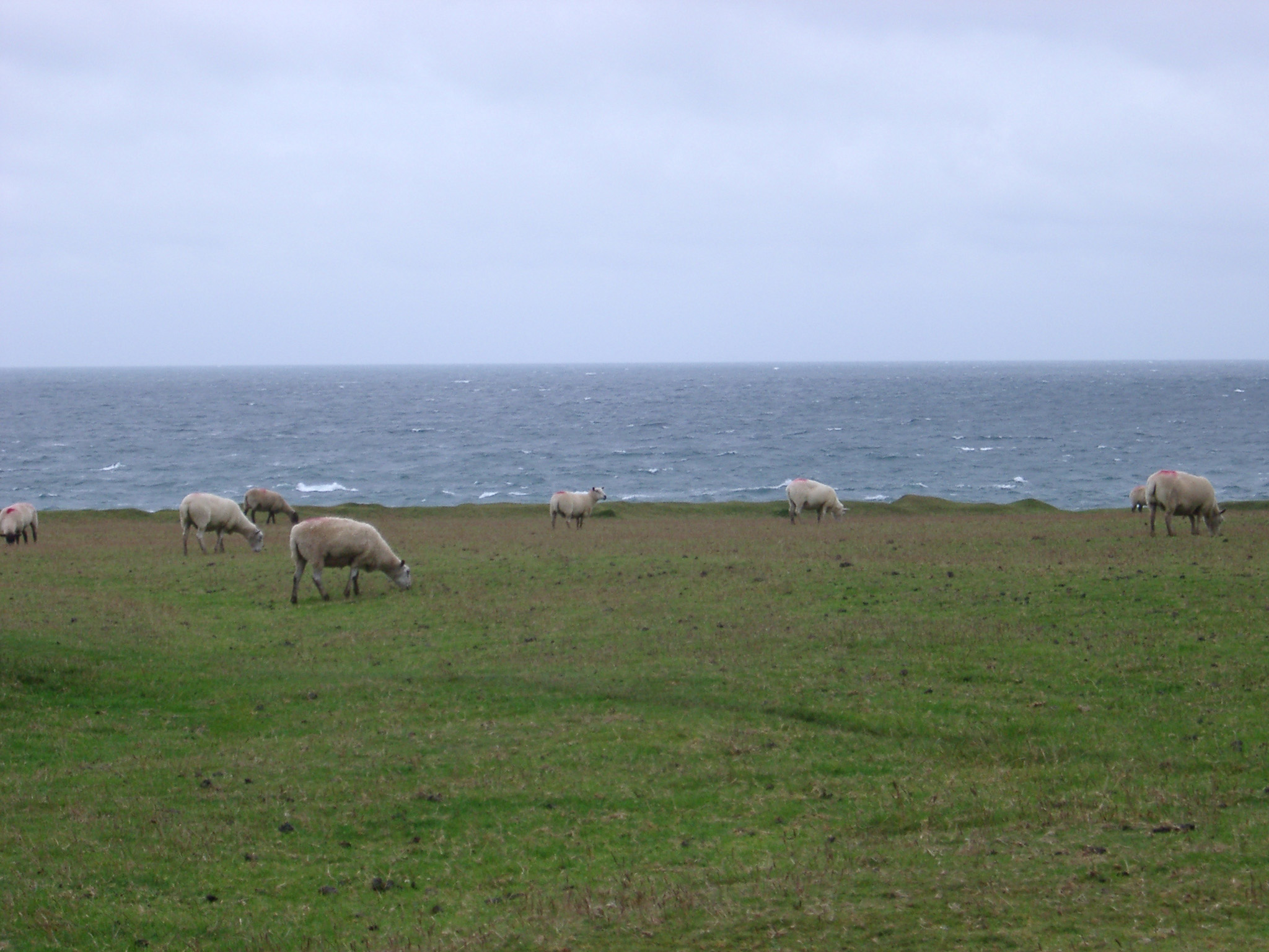 an image of Flock of sheep grazing in a windswept coastal pasture overlooking a choppy ocean on a grey overcast day