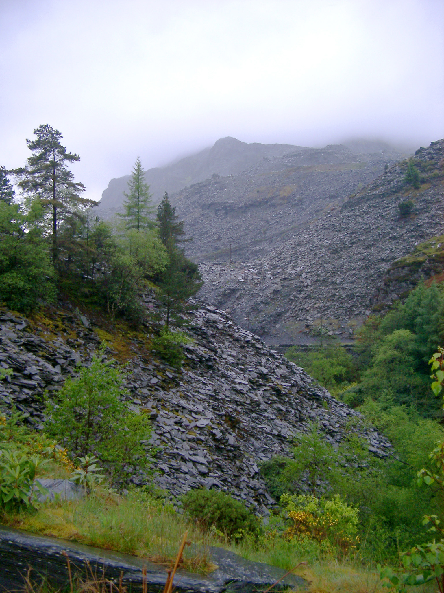 an image of Huge slag heap from slate mining, Blaenau Ffestiniog, slowly being reclaimed by trees and vegetation on a misty rainy day
