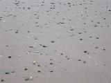 Background of shells lying on wet beach sand left stranded by the receding tide